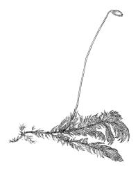 Sematophyllum uncinatum, habit with capsule. Drawn from V.D. Zotov s.n., 3 Dec. 1933, CHR 9124.
 Image: R.C. Wagstaff © Landcare Research 2016 